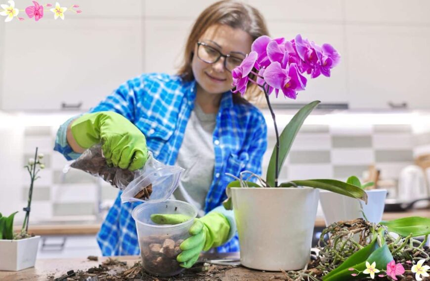 Probuďte své orchideje s tímto přírodním kvasinkovým hnojivem