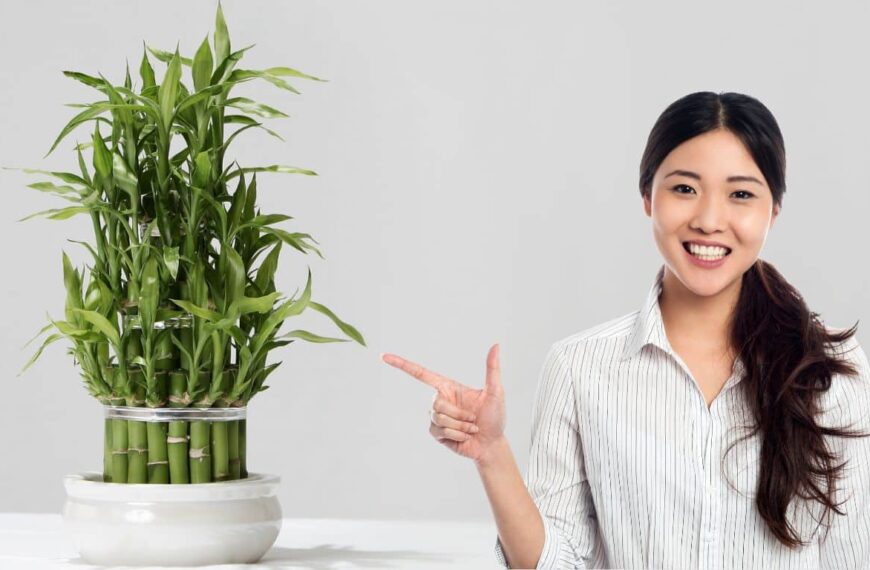 Vše, co potřebujete vědět, aby se vašemu Lucky Bamboo dařilo