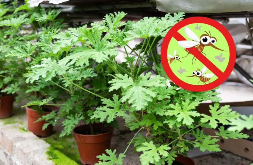 Zbavte se komárů přirozeně: objevte vůně, které je udrží pryč!